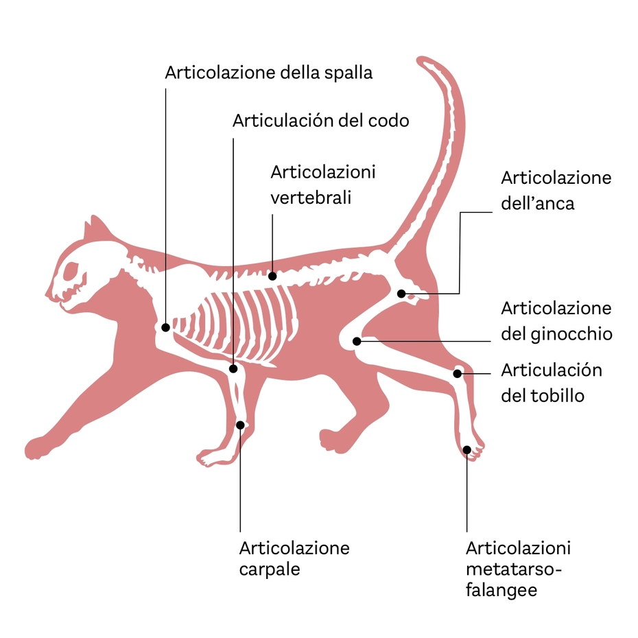 Illustrazione di un gatto con indicazioni delle principali articolazioni: spalla, gomito, vertebrali, anca, ginocchio, caviglia, carpo e metatarso-falangee. Rappresenta il sistema scheletrico dell'animale, evidenziando le connessioni articolari.