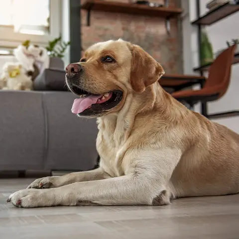Hund liegt auf Fußboden