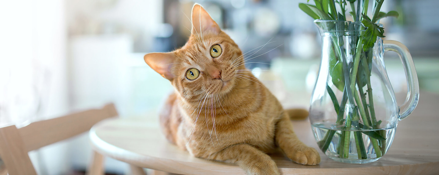 Katze sitzt neben Vase auf Tisch