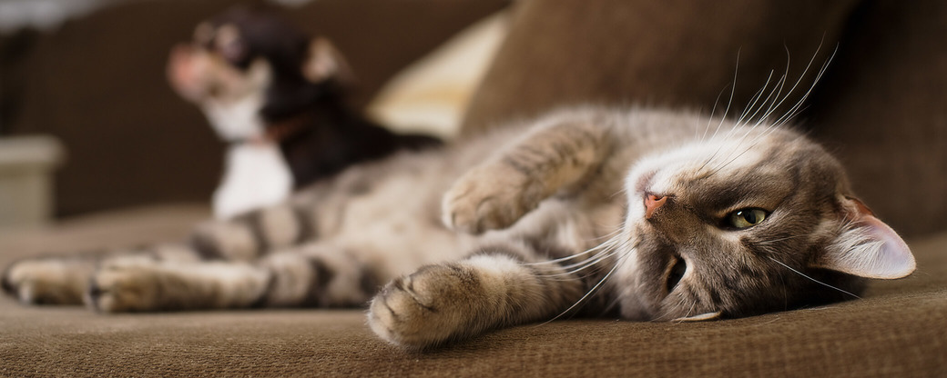 Katze liegt auf Sofa