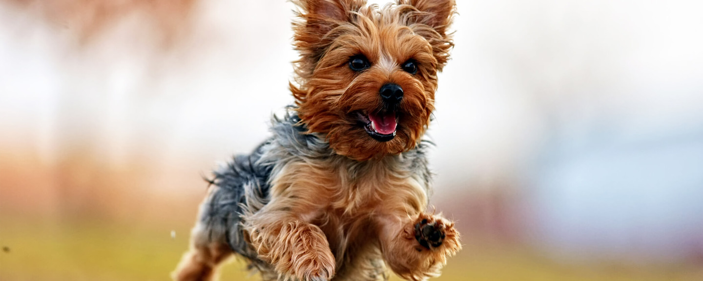 Kleiner Hund springt über Wiese