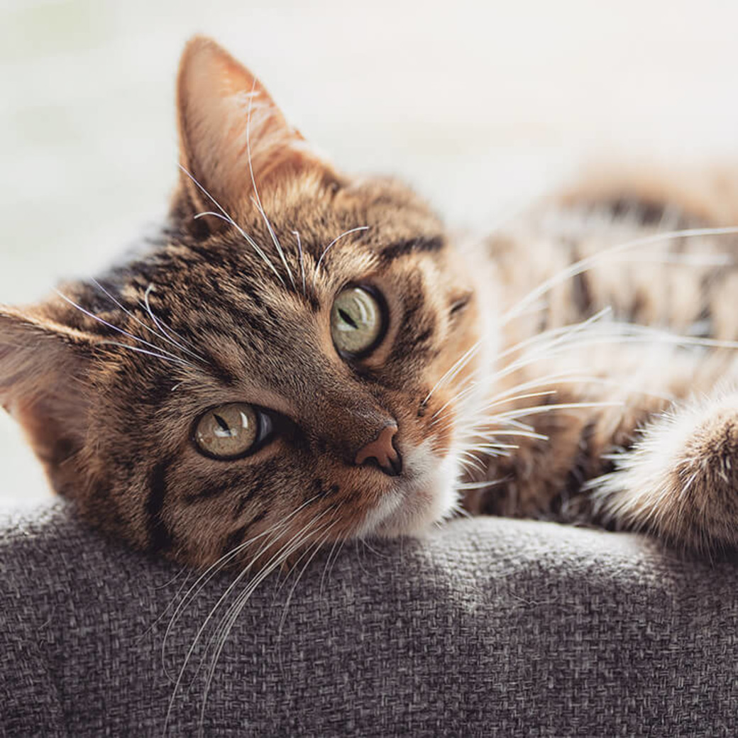 Katze liegt auf Sofa