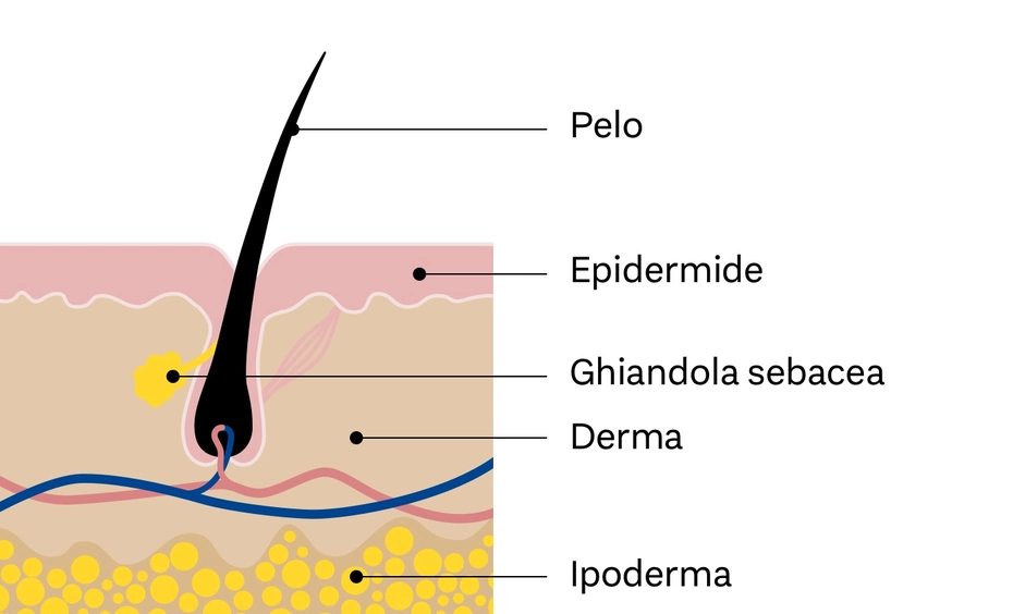 Diagramma che illustra la struttura di un capello, evidenziando le parti principali: pelo, epidermide, ghiandola sebacea, derma e ipoderma. Le sezioni sono annotate per facilitare la comprensione della composizione della pelle e della sua funzione.