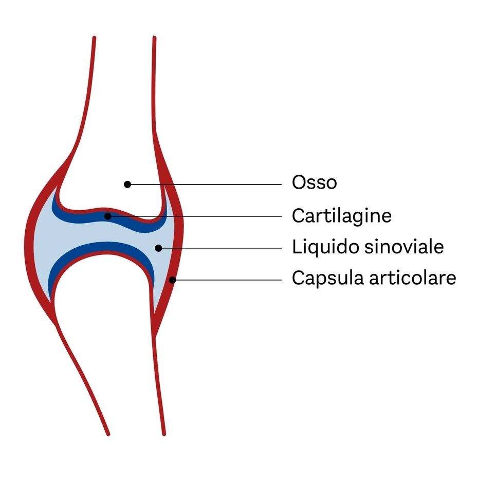 Illustrazione di un'articolazione del ginocchio che mostra vari componenti. I principali elementi etichettati includono: osso, cartilagine, liquido sinoviale e capsula articolare, evidenziando la struttura e il funzionamento dell'articolazione.