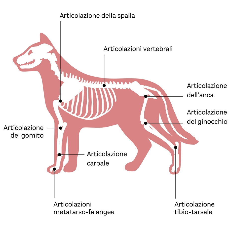 Illustrazione scheletrica di un cane, con etichette che indicano le principali articolazioni: spalla, gomito, anca, ginocchio, carpo, metatarso-falangee, vertebrali e tibio-tarsale.