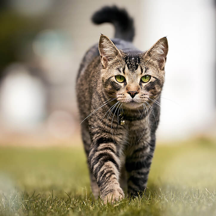 Katze geht über Wiese